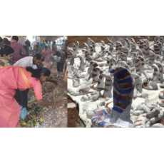 Strange Festival Event Held at  Arulmigu Ayya Temple , Alankaripalayam , ERODE DISTRICT